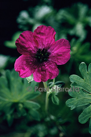 Geranium cinereum v. subcaulescens