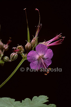Geranium macrorrhizum
