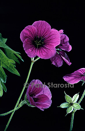 Geranium psilostemon (géranium d’Arménie)