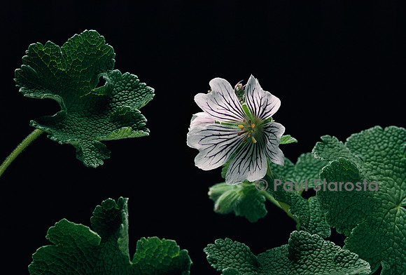 Geranium renardii