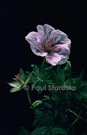 Geranium sanguineum v. striatum