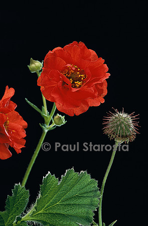Geum chiloense ‘Mrs Bradshaw‘ (benoite)