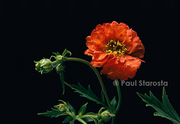 Geum chiloense ‘Mrs Bradshaw‘ (benoite)