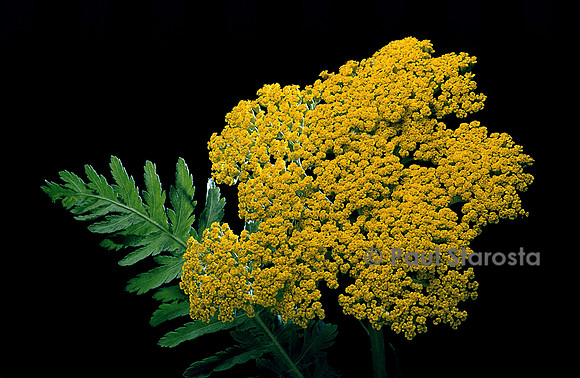Achillea filipendula (achillée)