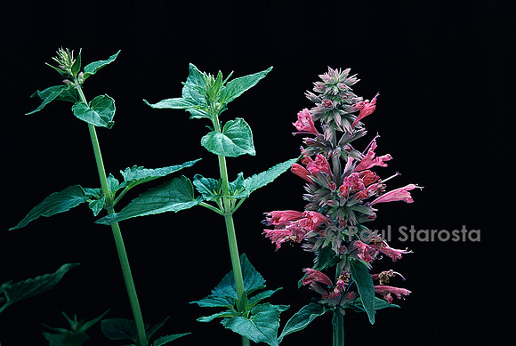 Agastache mexicana ‘Carlile Carmine’