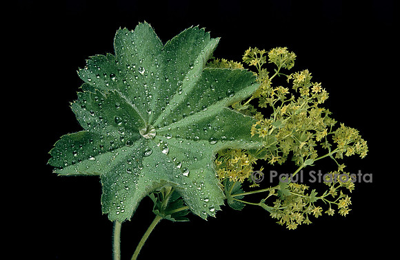 Alchemilla mollis (alchémille)
