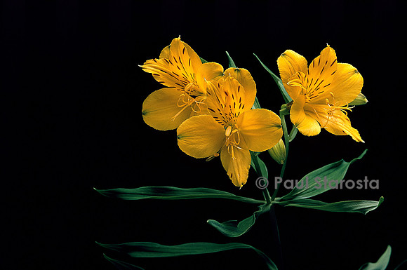 Alstroemeria aurantiaca (lys des Incas)