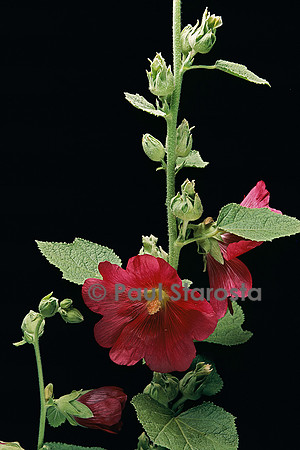 Alcea rosea (rose trémière)