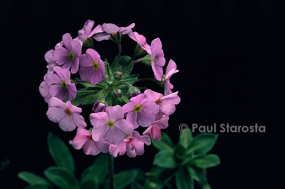 Androsace sarmentosa