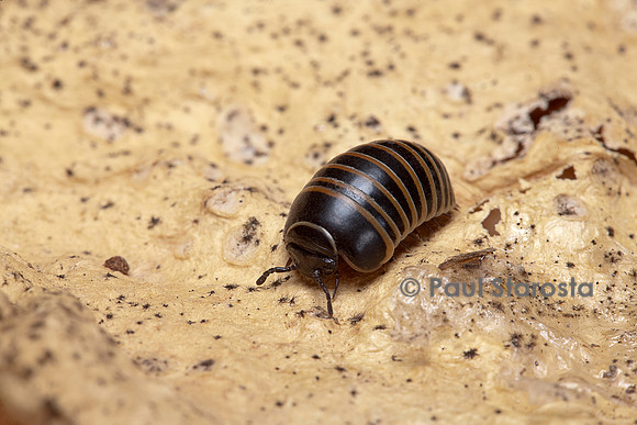Glomeris marginata (gloméris marginé)