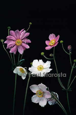 Anemone hupehensis ‘Splendens’ (anémone d’automne)