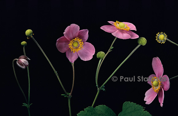 Anemone hupehensis ‘Splendens’ (anémone d’automne)