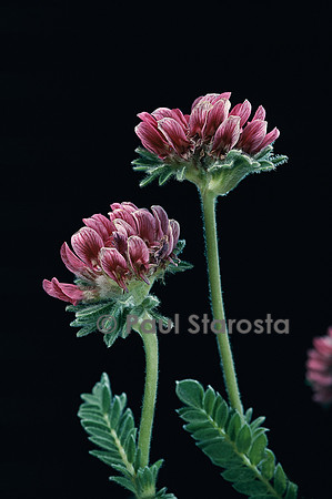 Anthyllis montana ‘Rubra’