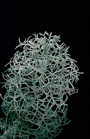 Artemisia biennis (armoise d’Arménie)