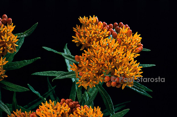 Asclepias tuberosa (asclépiade tubéreuse)