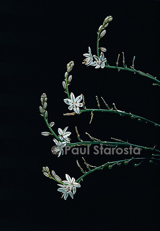 Asphodelus fistulosus (asphodèle)