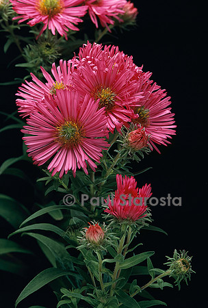 Symphyotrichum novae-angliae ‘Alma Pötschke’ (aster)