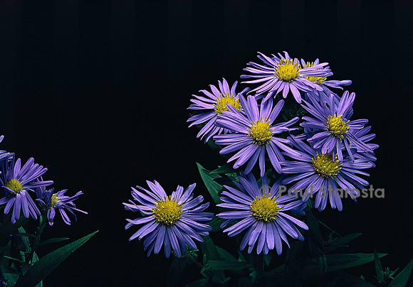 Aster X dumosus ‘Professor Anton Kippenberg’ (aster)