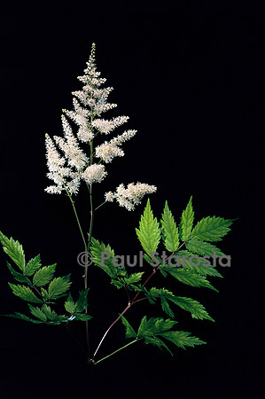 Astilbe japonica ‘Deutschland’