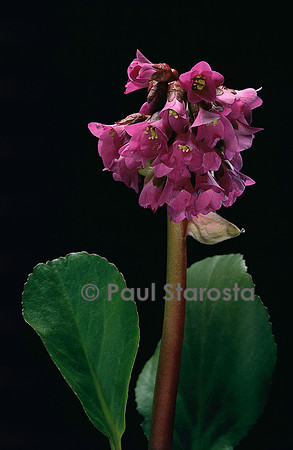 Bergenia crassifolia (bergénie cordée)