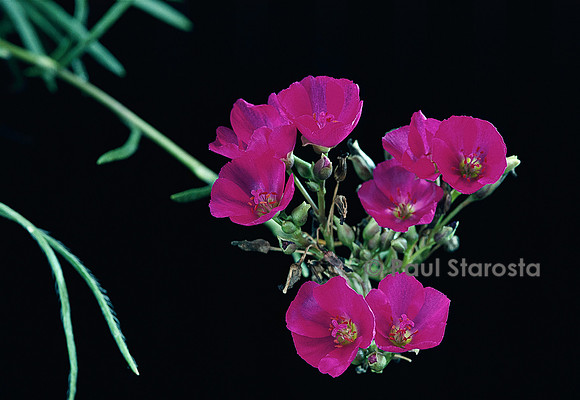 Calandrinia umbellata
