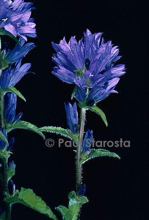 Campanula glomerata (ganteline, campanule bouquets)