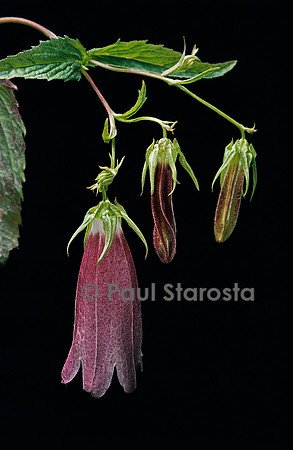 Campanula takesimana (campanule)
