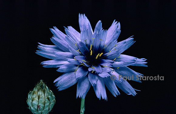 Catananche caerulea (cupidone)