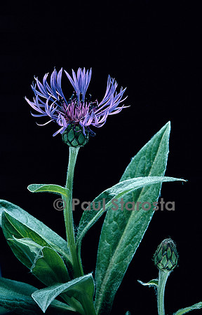 Centaurea montana (bleuet des montagnes)