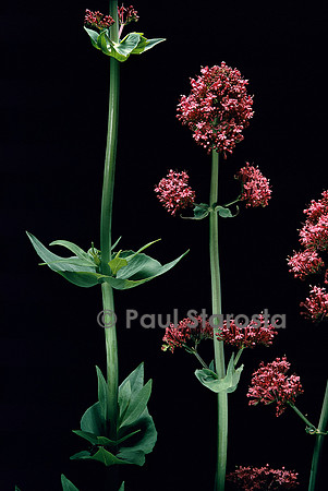 Centranthus ruber (valériane des murs)
