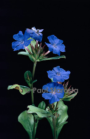 Ceratostigma plumbaginoides (dentelaire de Lady Larpent)
