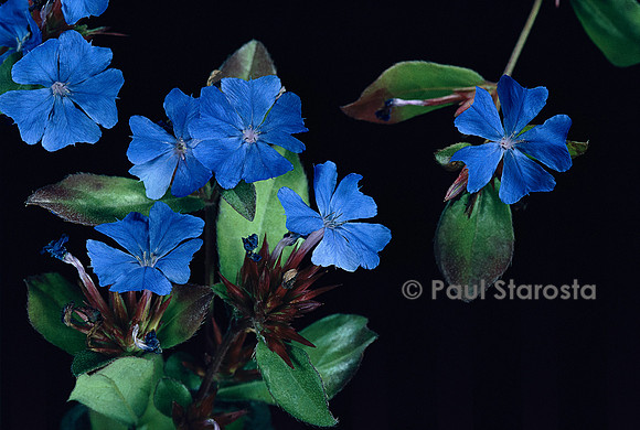 Ceratostigma plumbaginoides (dentelaire de Lady Larpent)
