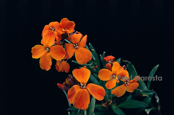 Erysimum cheiri ‘Scarlet Emperor’ (giroflée ravenelle)