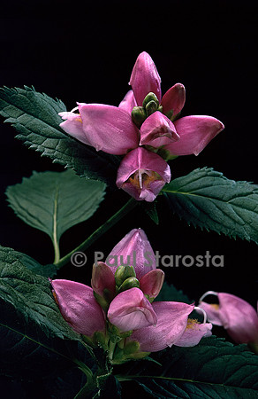 Chelone obliqua (galane, tête de tortue)