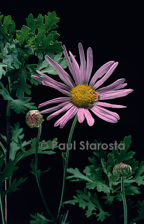 Chrysanthemum rubellum ‘Clara Curtis’ (chrysanthème d’automne, marguerite d’automne)