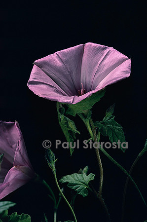Convolvulus althaeoides (liseron)