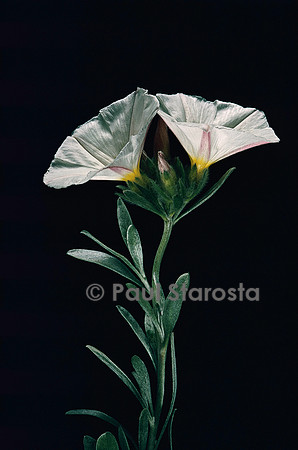 Convolvulus cneorum (liseron de Turquie)