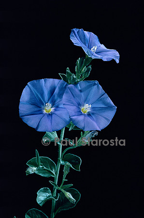 Convolvulus sabatius ssp. mauritanicus (liseron de Mauritanie)