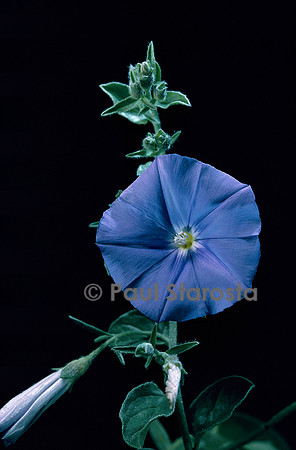 Convolvulus sabatius ssp. mauritanicus (liseron de Mauritanie)