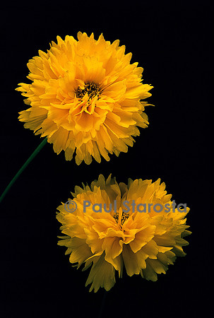 Coreopsis grandiflora ‘Sunray’