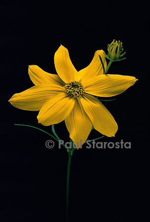 Coreopsis verticillata