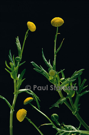 Cotula coronopifolia (cotule pied-de-corbeau)