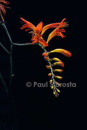 Crocosmia ‘Lucifer’