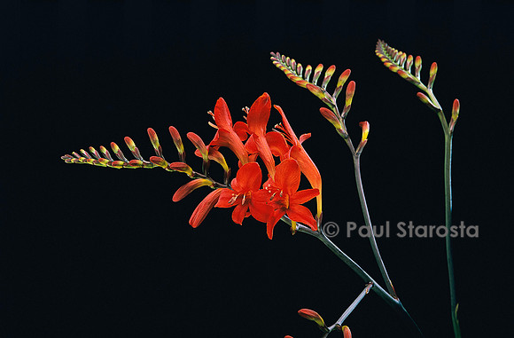 Crocosmia ‘Lucifer’