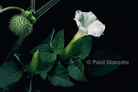 Datura inoxia (datura sacrée)
