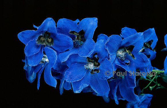 Delphinium ‘Pacific Hybrids‘ (pied d’alouette)