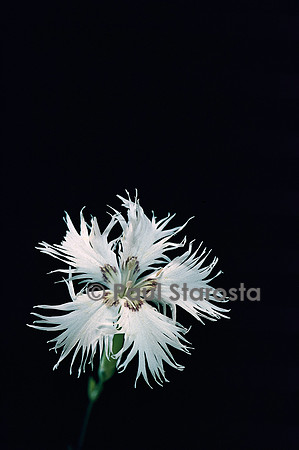 Dianthus arenarius (œillet des sables)