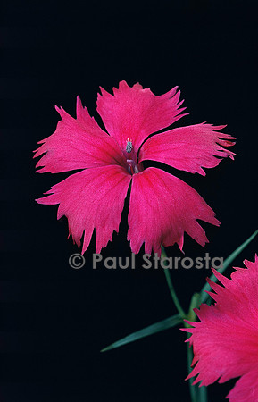 Dianthus gratianopolitanus (œillet de Grenoble)