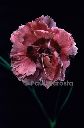 Dianthus plumarius ‘Annabelle’ (œillet mignardise)