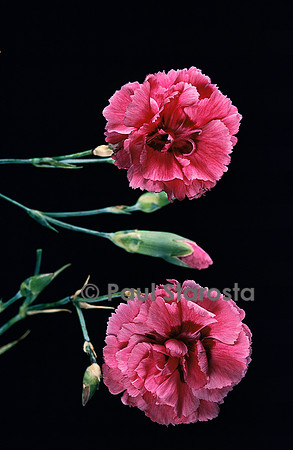 Dianthus plumarius ‘Annabelle’ (œillet mignardise)
